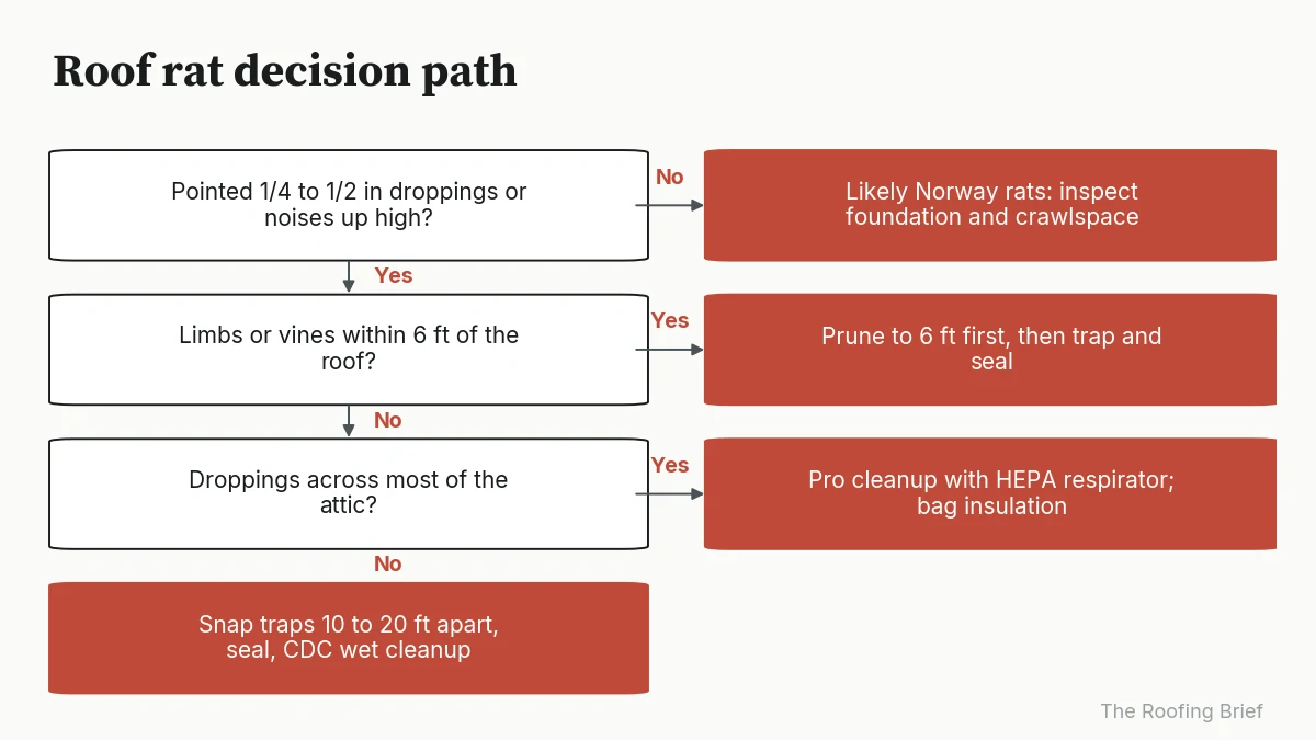 Decision flowchart: confirm roof rats, check limb clearance, then size the cleanup