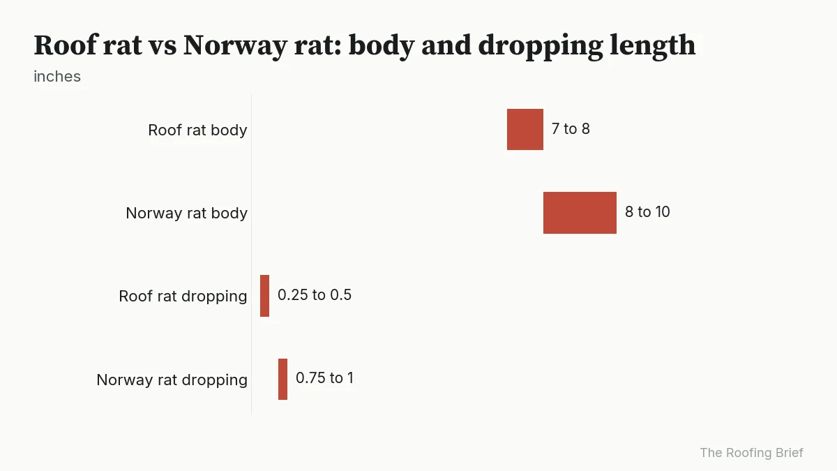 Range chart comparing roof rat and Norway rat head and body length and dropping length in inches