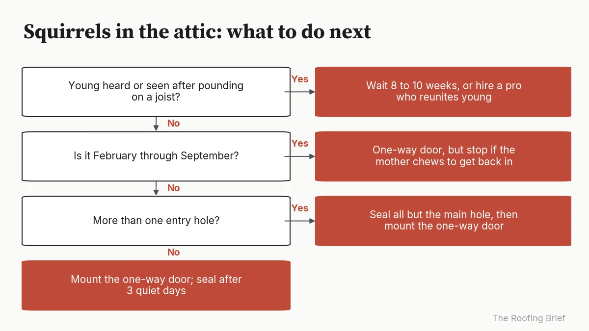 Decision flowchart for squirrels in the attic based on young present, month and number of entry holes